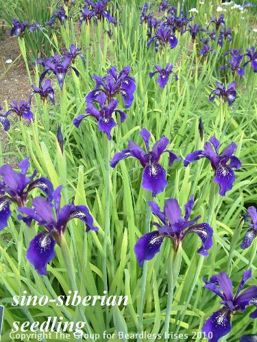 Iris sino-sibirica Seedling2